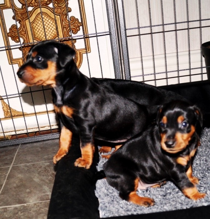 Pinscher * Xélanc Charming C kull 3 veckor